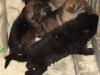 j-nest-kiridesja-wil-kennel-in